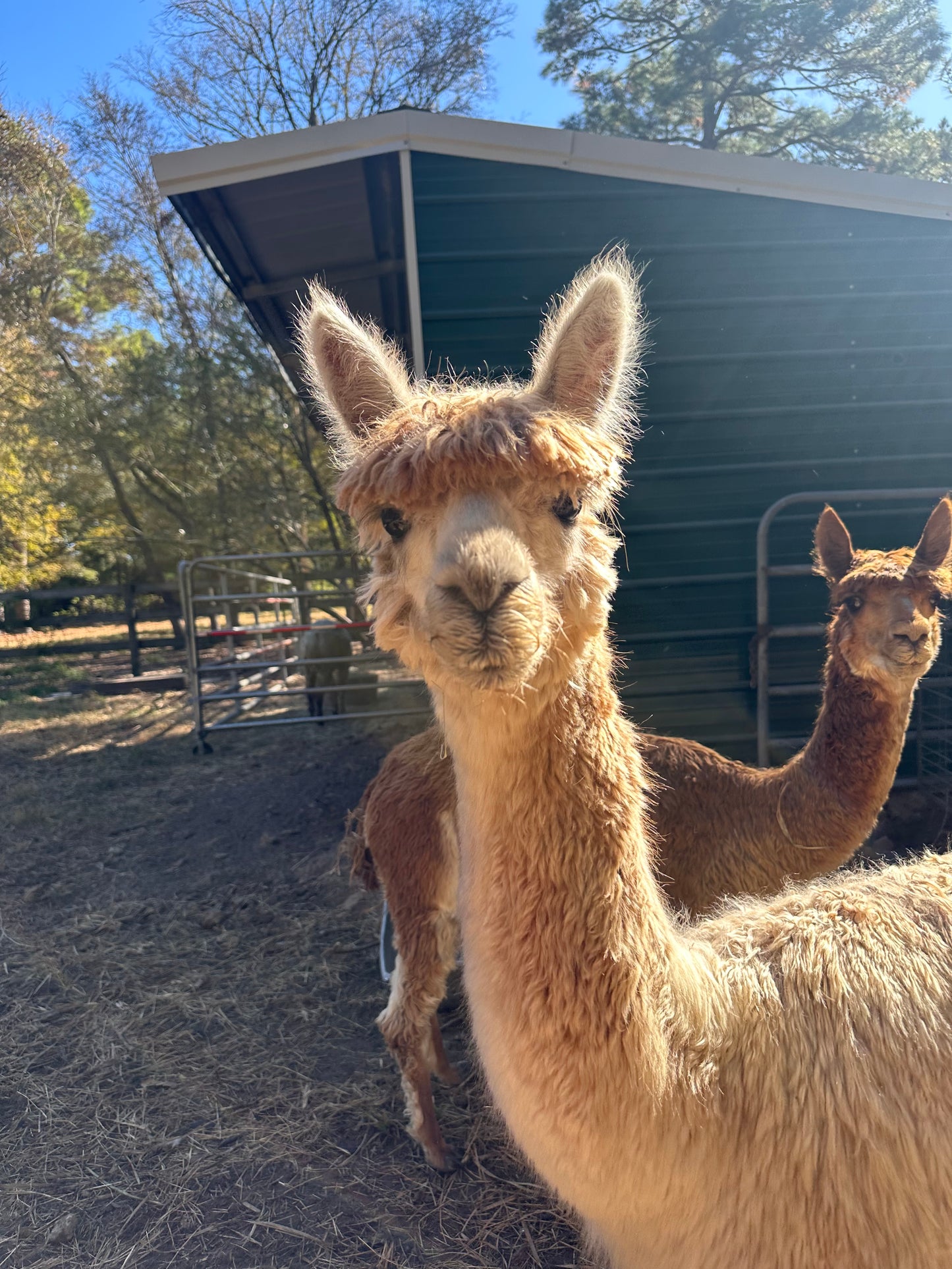 Texian Farm Creations Signature Alpaca Blend