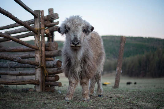 Yak Softest 100% Mongolian Yak Exquisite Yarn